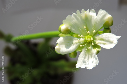 Wallpaper Mural A close-up of venus flytrap white flower, buds, leaves and traps, isolated on white Torontodigital.ca