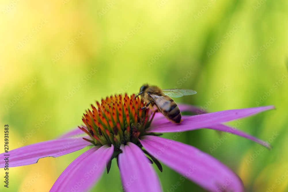 Honey bee on a cone flower in the summer Honey bee on a cone flower in the summer