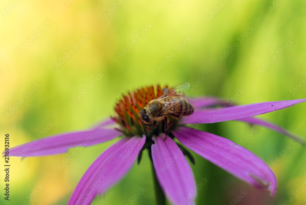Honey bee on a cone flower in the summer Honey bee on a cone flower in the summer