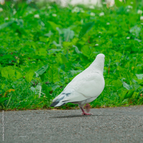 WHITE AND BLACK PIGEES WALK IN THE PARK IN SUMMER photo