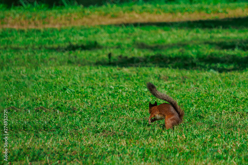 SQUIRREL IN THE FOREST AT COLORFUL green grass background © Iurii
