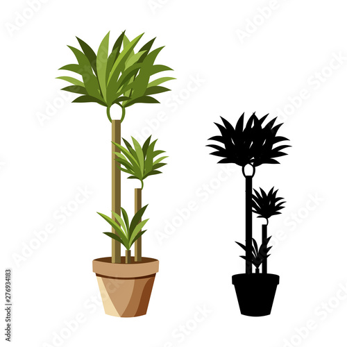 Tropical plant for interior decor of home or office.