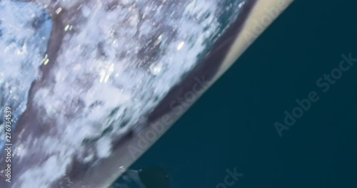 Dolphin dorsal fin blowhole nose close up bow riding swimming under boat slow motion photo