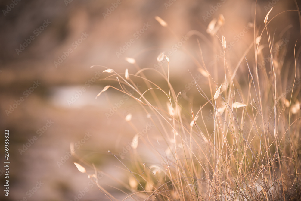 Fototapeta premium Field of grasses