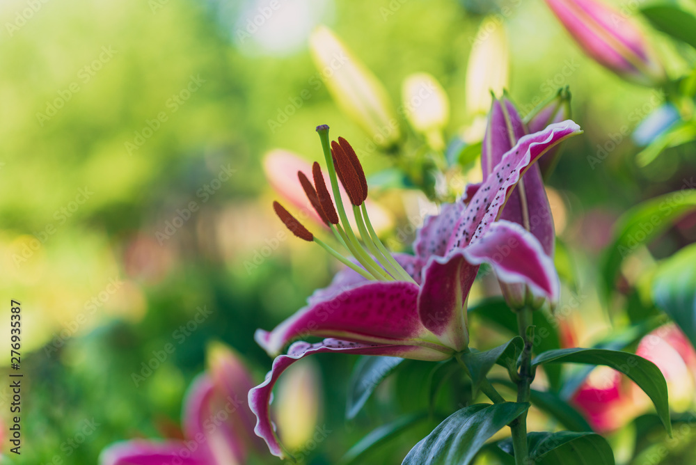 Obraz premium Beautiful blooming lily flowers in the garden
