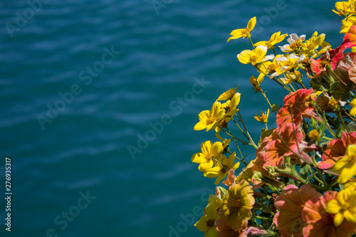 Summer background.Blooming yellow flowers and blue water.Closeup.Copy space.