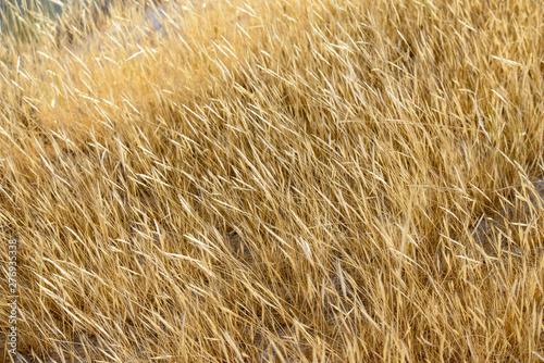 Obraz na płótnie Field of grasses