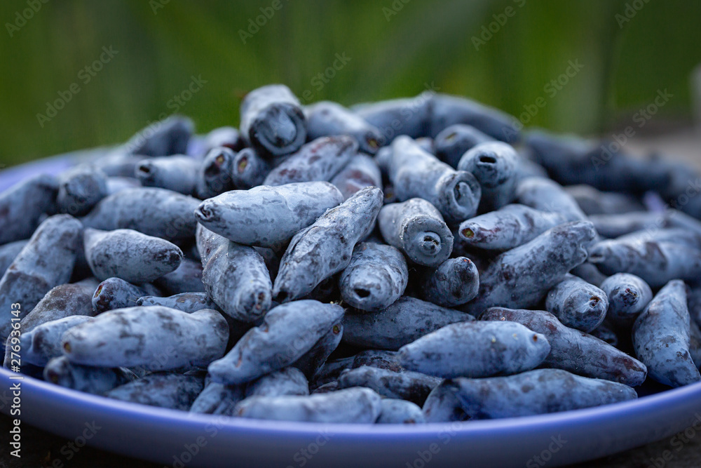 Ripe blue honeysuckle in a plate close up Ripe blue honeysuckle in a plate close up