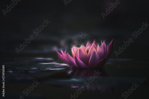 Canvas Print drawing style waterlily or lotus flower in pond