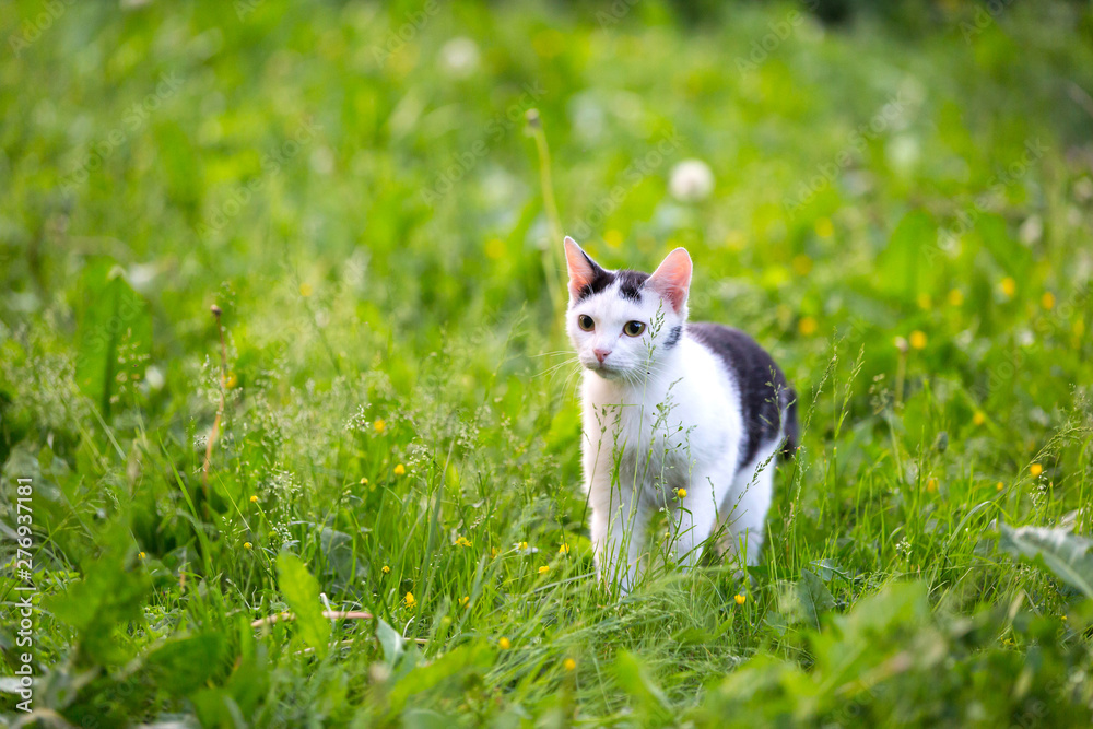 A black white young cat with big yellow eyes walks on a green high lawn lit by bright sunlight. Cat on a grass.
