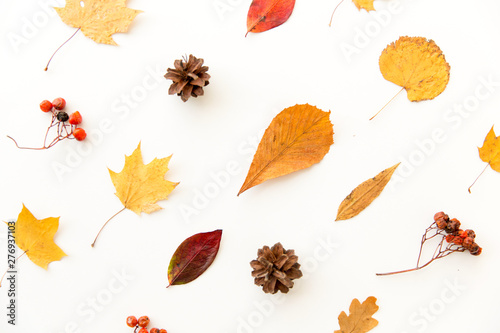 nature, season and botany concept - different dry fallen autumn leaves, rowanberries and pine cones on white background