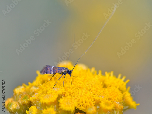 Adela paludicolella is a moth of the Adelidae family, Crete photo