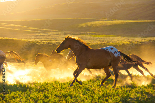 Wild Horses galloping on Western range lands, Sun Setting, dust filtering sun light, herd of wild horses galloping, Majestic Western Range lands. Colorado, 