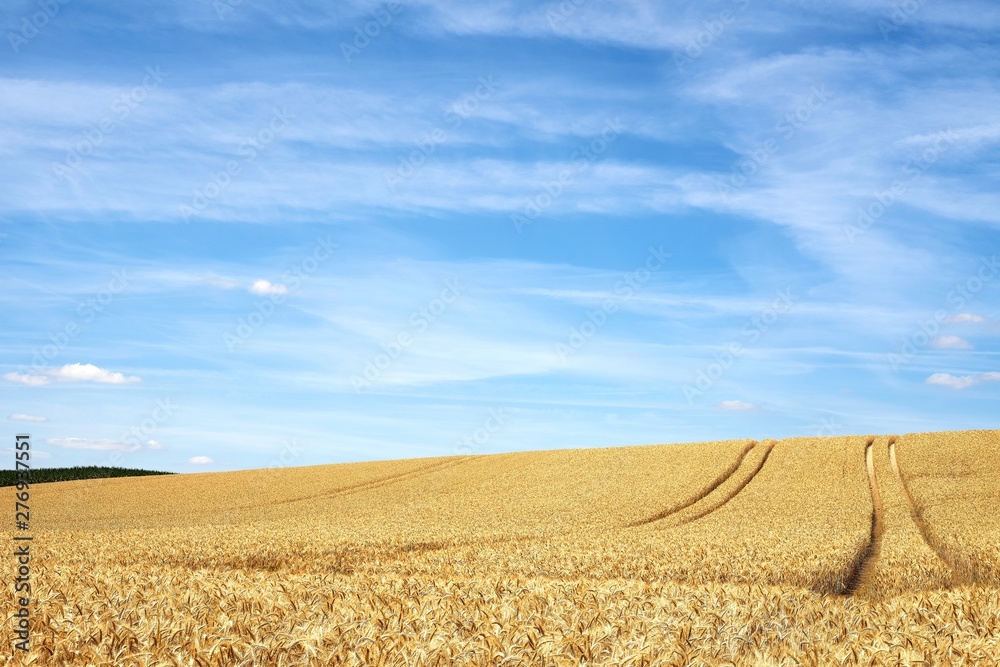 A golden yellow grain field and blue sky