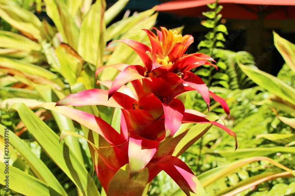 南国ハワイに咲くジンジャーの花