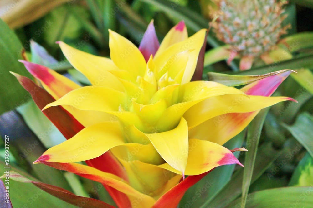 南国ハワイに咲くジンジャーの花 Stock Photo Adobe Stock