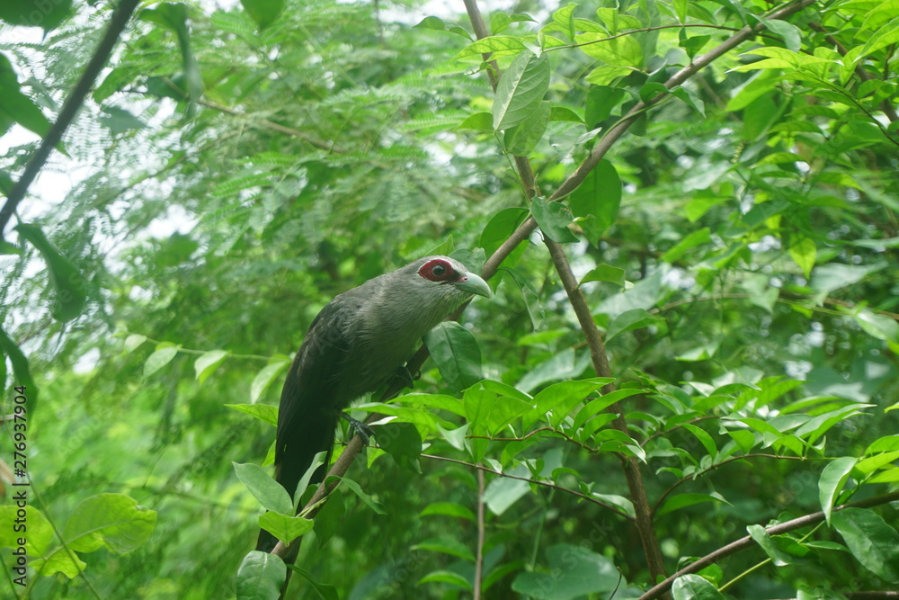 Fototapeta premium Green-billed Malkoha