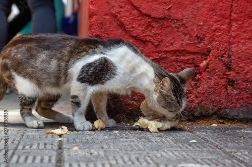 Dirty  homeless cat is eating left over food in the Streets of Old Havana City  Capital of Cuba  during a sunny day.