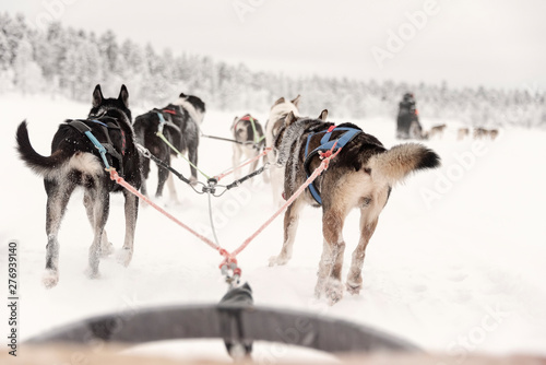 Team of huskies pulling behind a line of other sleighs, view from sled