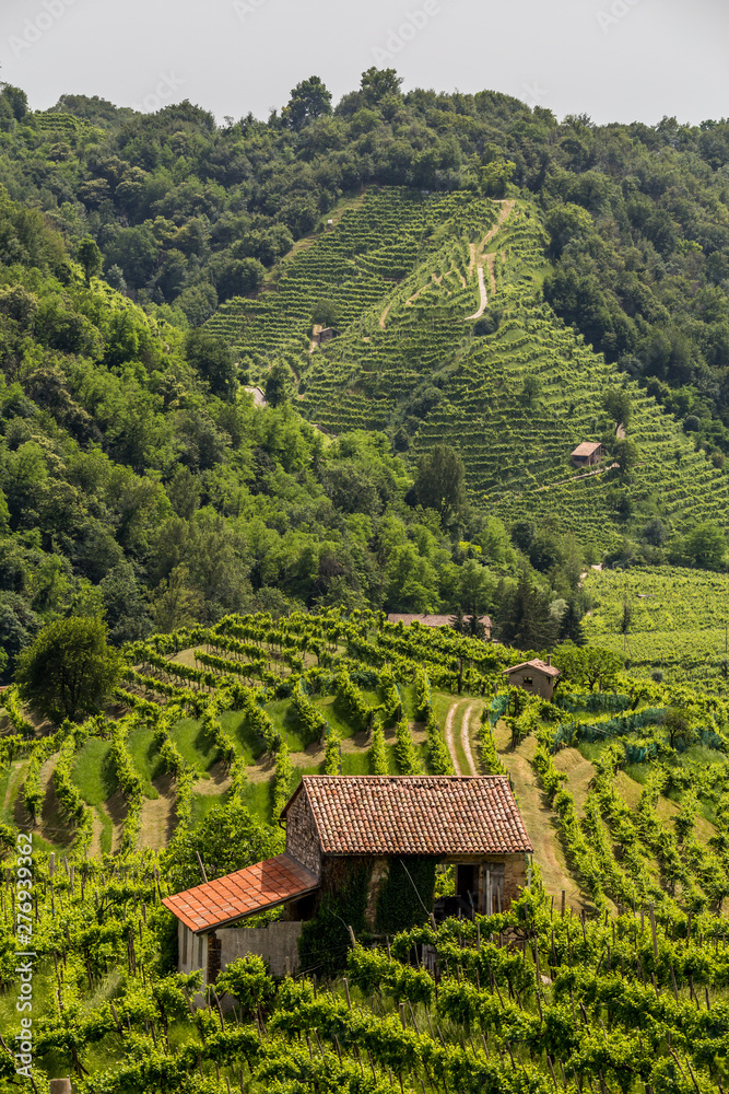 Green hills and valleys with vineyards of Prosecco wine region Green hills and valleys with vineyards of Prosecco wine region