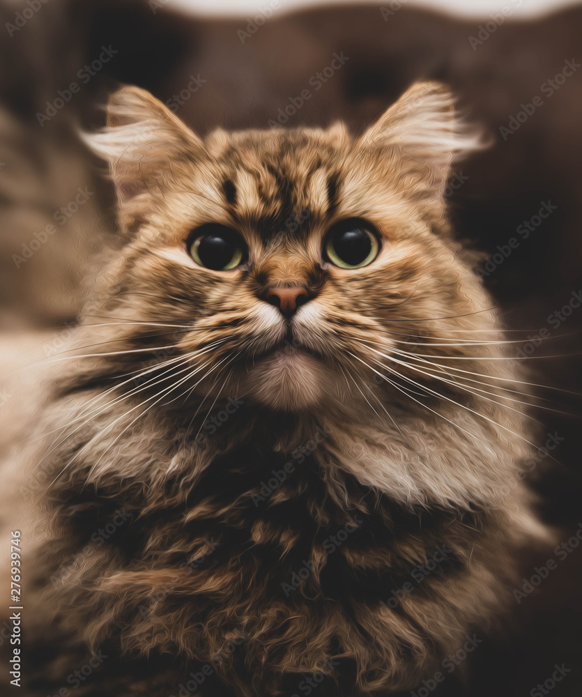 cat cat