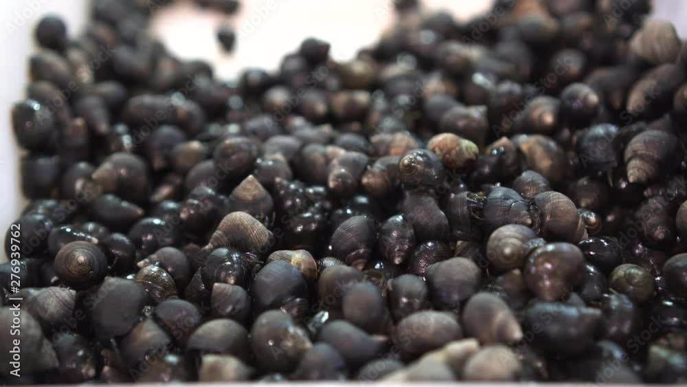 Alive Black Periwinkles moving in a white box Fresh sea food Open market products Handheld footage Alive Black Periwinkles moving in a white box Fresh sea food Open market products Handheld footage