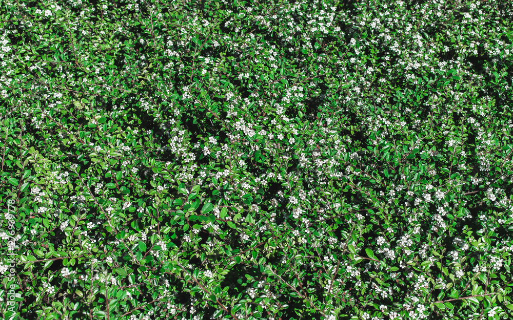 Natural eco background of green leaves and white flowers.
