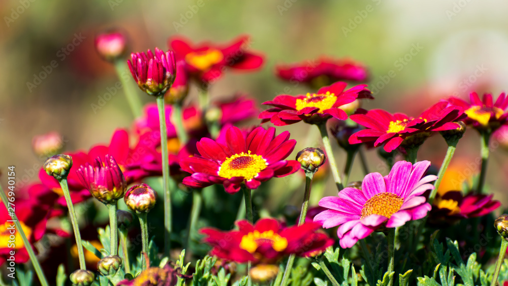 Flowers and colors at spring