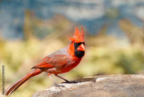 Fotografie A male red northern cardinal bird  with wind blowing its crest making it look li
