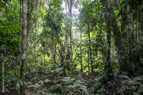 Fototapeta Naklejka Na Ścianę i Meble -  Green rainforest landscape, responsible and sustainable eco tourism in the jungle, Bolivia