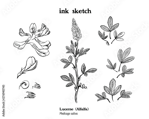 Set of botanical illustrations of forage and meadow plant Medicago sativa, alfalfa or lucerne, ink black and whitedrawing