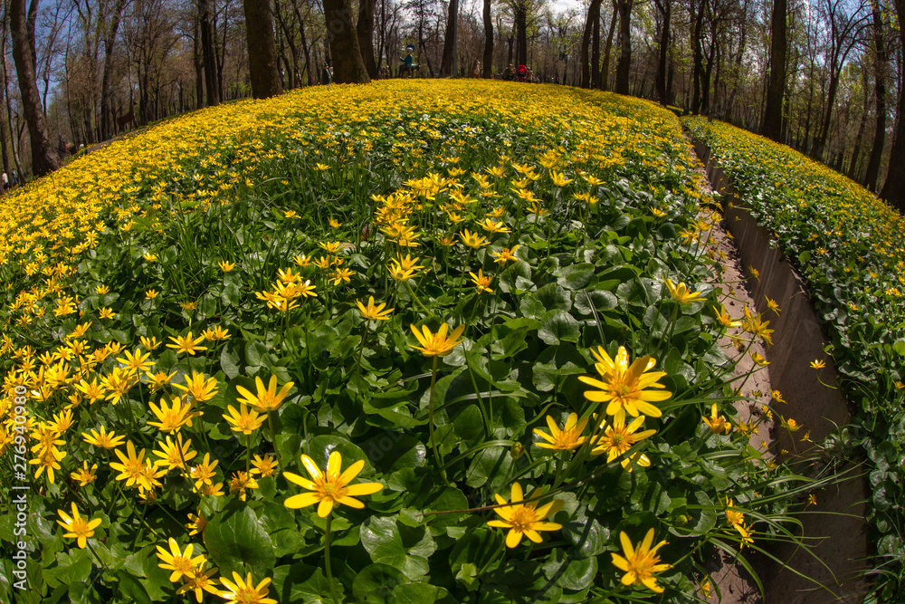 Obraz premium Allphotokz Flowers 20190413 8779 5DM3