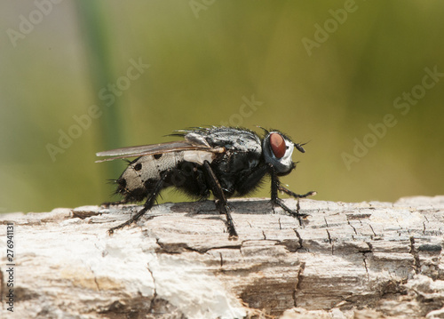 Wohlfahrtia bella, blowfly that produces myiasis or whiffs in mammals photo