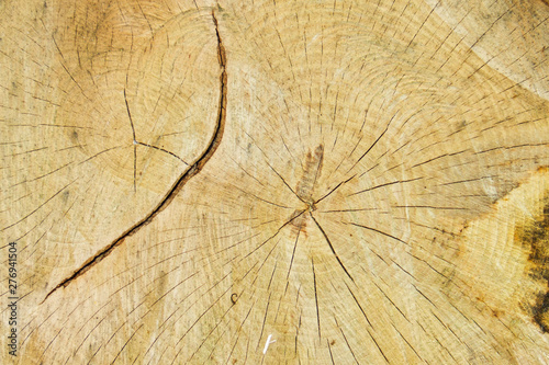 Cross section of the sawn trunk of a Common ash tree, showing annual rings and rays