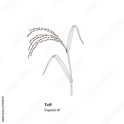 Botanical illustration of forage, field and meadow plant, Eragrostis tef, or teff. photo