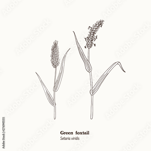 Botanical illustration of forage, field and meadow  grass - Green foxtail, Setaria viridis with polen.