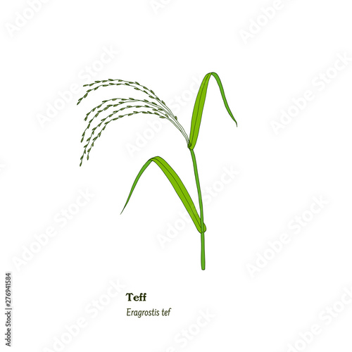  Botanical illustration of forage and meadow plant, Eragrostis tef, or teff.