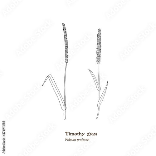 Set of botanical illustrations of forage and meadow plant, Phleum pratense, timothy grass.