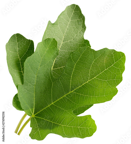 fig leaves isolated on a white background