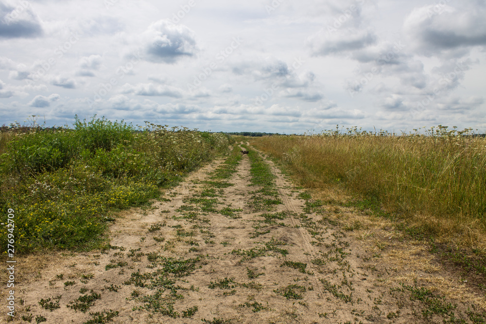 Endless meadow with a variety of herbs and flowers on a clear summer day Endless meadow with a variety of herbs and flowers on a clear summer day