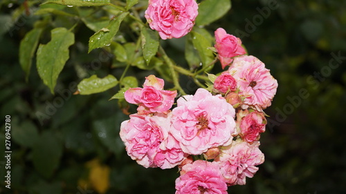 Flowers roses and lilies, apples,pears and peaches after rain. photo