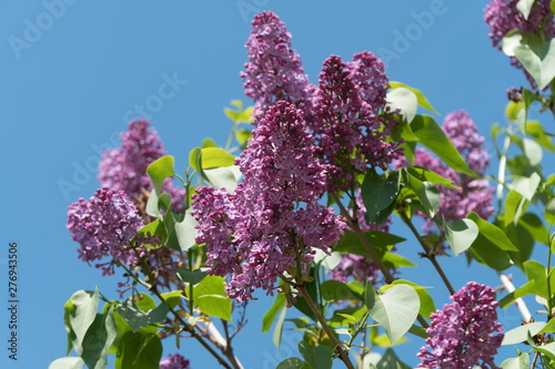Blooming branch of lilac ordinary (lat. Syrínga vulgáris) on a background of blue cloudless sky. photo