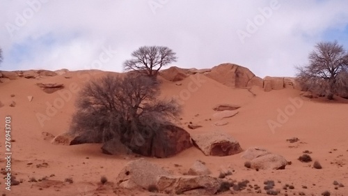 Pistachier de l'atlas - Algerie photo