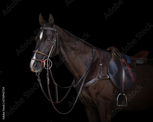 Portrait of a chestnut horse in sport style on black background isolated: bridle, reins and saddle close up photo