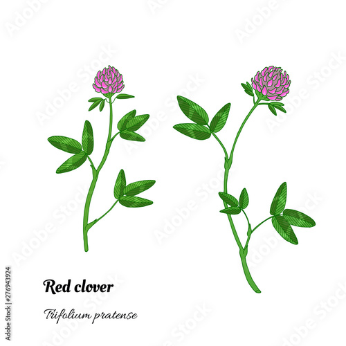 Set of illustrations of Trifolium pratense, hay, forage, and medicinal plant, Red clover.