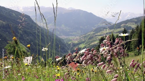 alpine pasture with a view