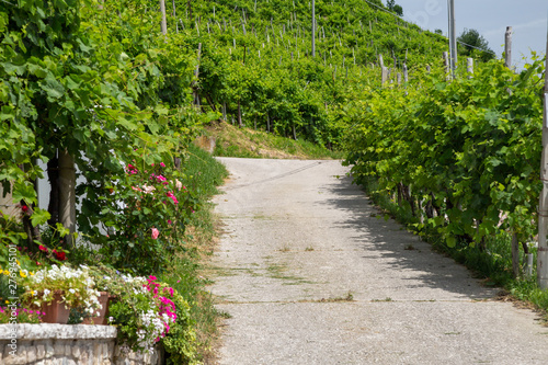 Road to the vineyards