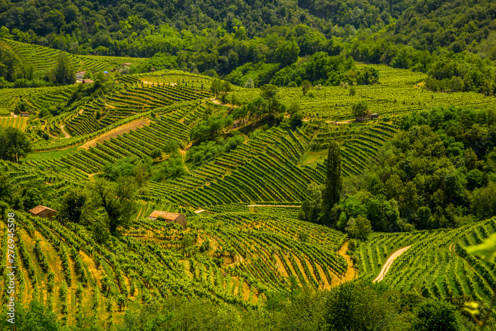 Green hills and valleys with vineyards of Prosecco wine region