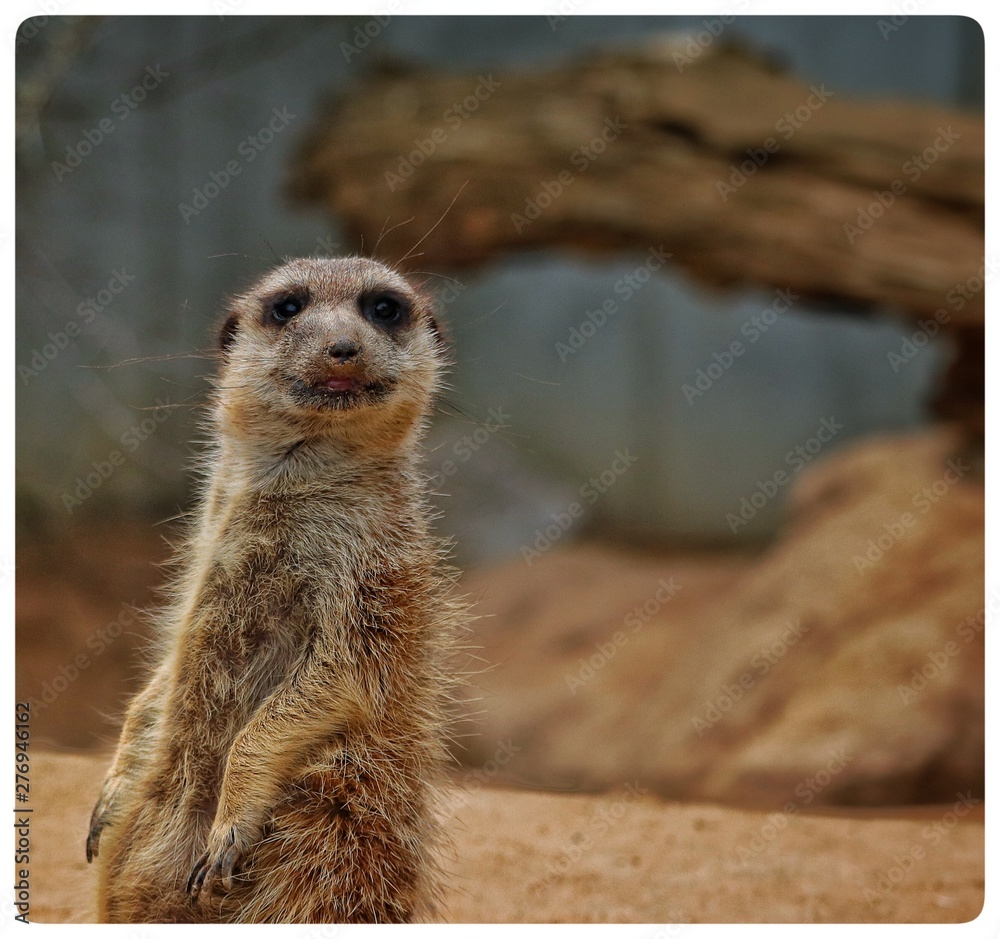 Fototapeta premium Aufmerksames Erdmännchen