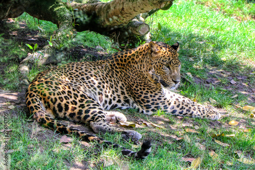 Leopard rests in the shade of a tree